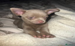 Chihuahua dogs for sale: Chihuahua puppy’s blue and lilicas tiny GIRL 🐶 - Image 19