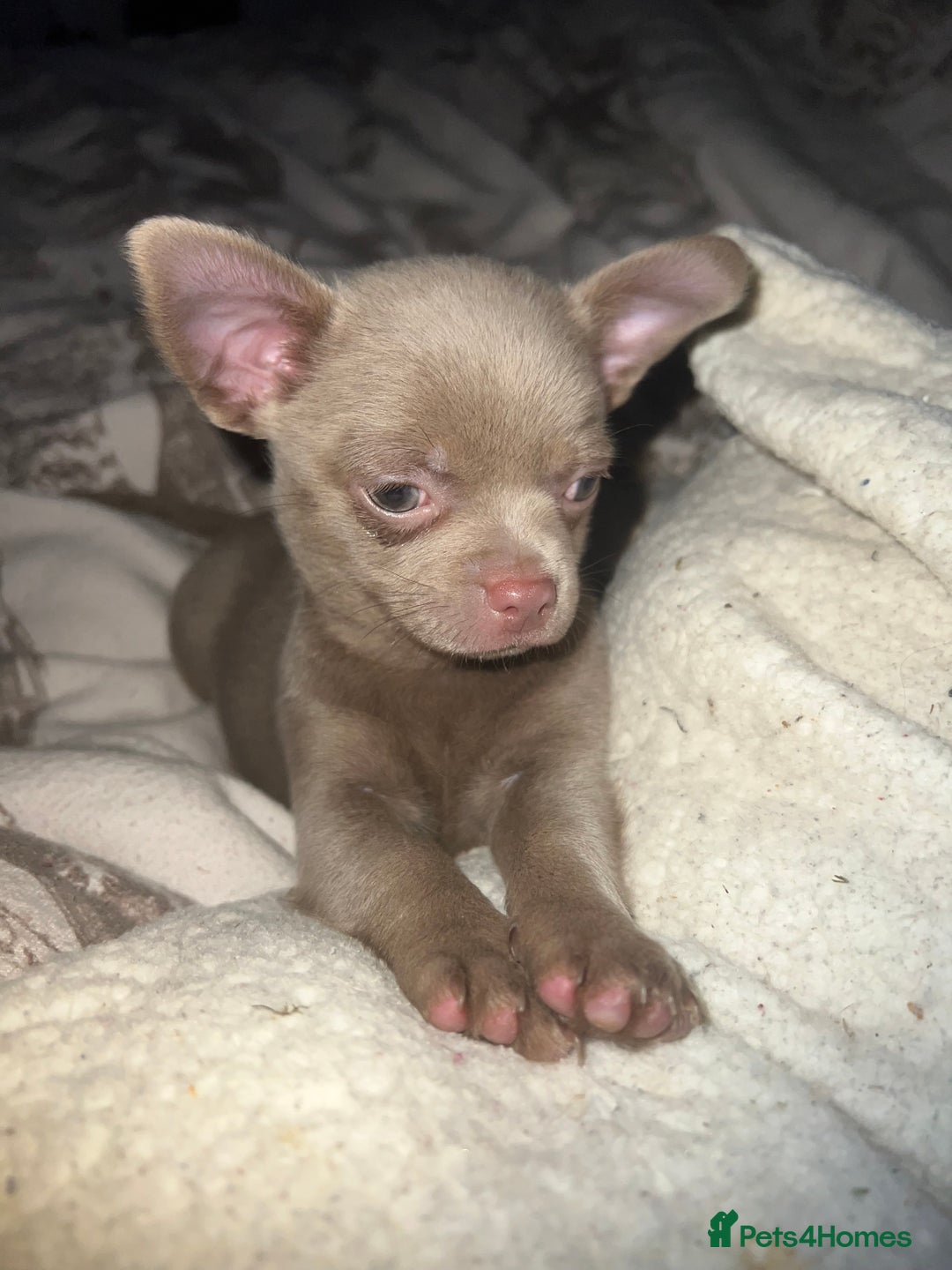 Chihuahua dogs for sale: Chihuahua puppy’s blue and lilicas tiny GIRL 🐶 - Image 19