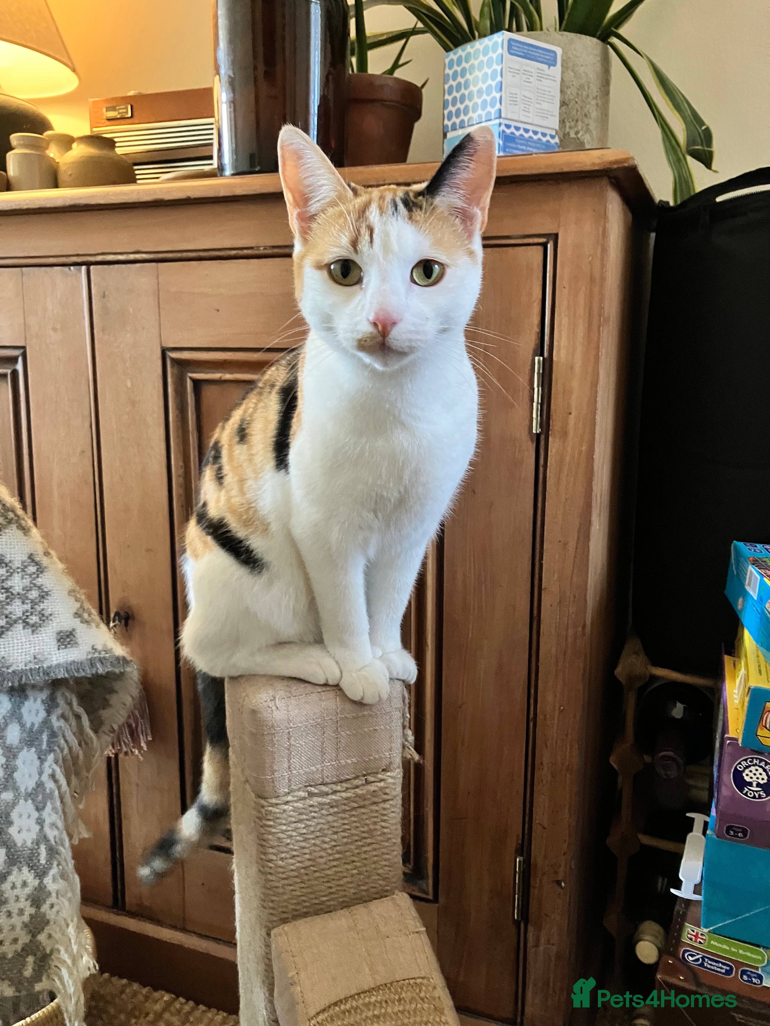 Mixed Breed cats Siamese/Devon Rex female 10m old  - Advert 5