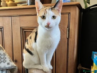 Mixed Breed cats - Advert 18