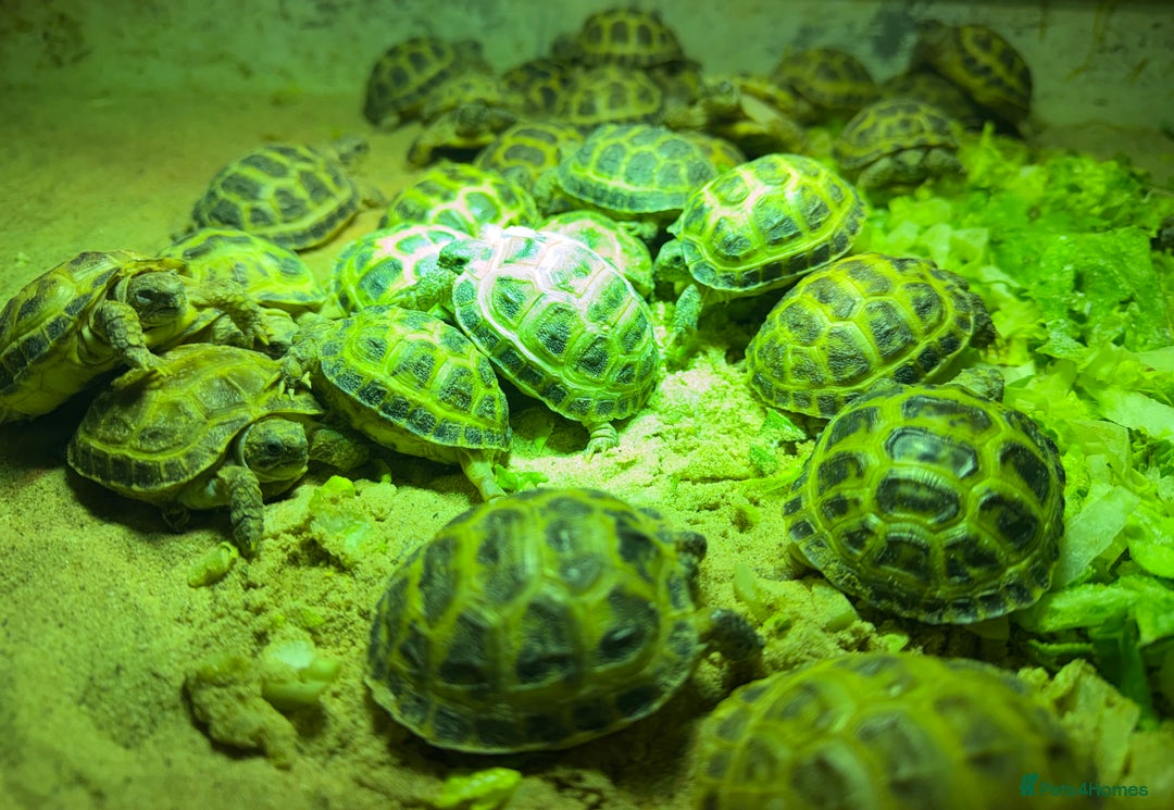 Tortoise reptiles for sale: Baby horsefield Tortioes  - Advert 1