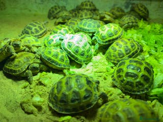 Tortoise reptiles Baby horsefield Tortioes - Advert 9