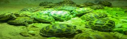 Tortoise reptiles for sale: Baby horsefield Tortioes  - Advert 1