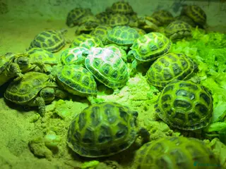 Tortoise reptiles Baby horsefield Tortioes - Advert 3