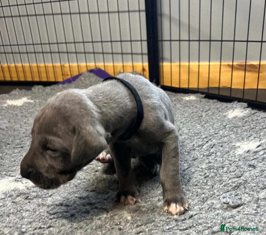 Great Dane dogs for sale: Great Dane pups our own 4th Generation  - Image 18