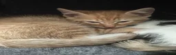 Mixed Breed cats for sale: 4 beautiful rag doll x kitten. 1 boy and 3 girls. - Advert 10