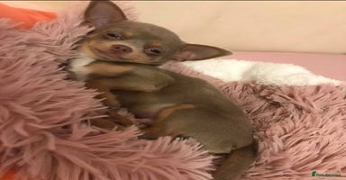 Chihuahua dogs - Advert 5