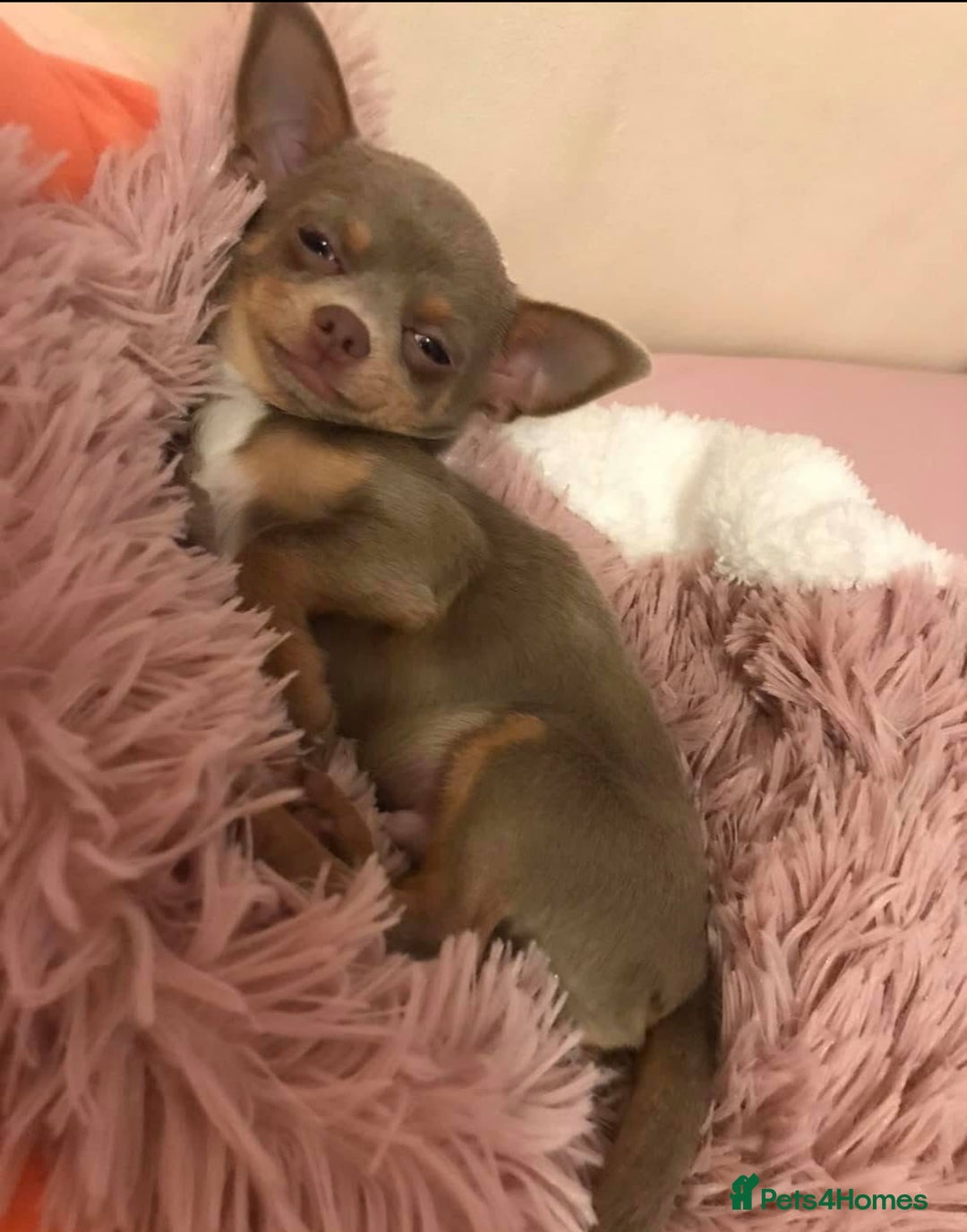 Chihuahua dogs for stud: For Stud Only (Frankie)  - Image 2