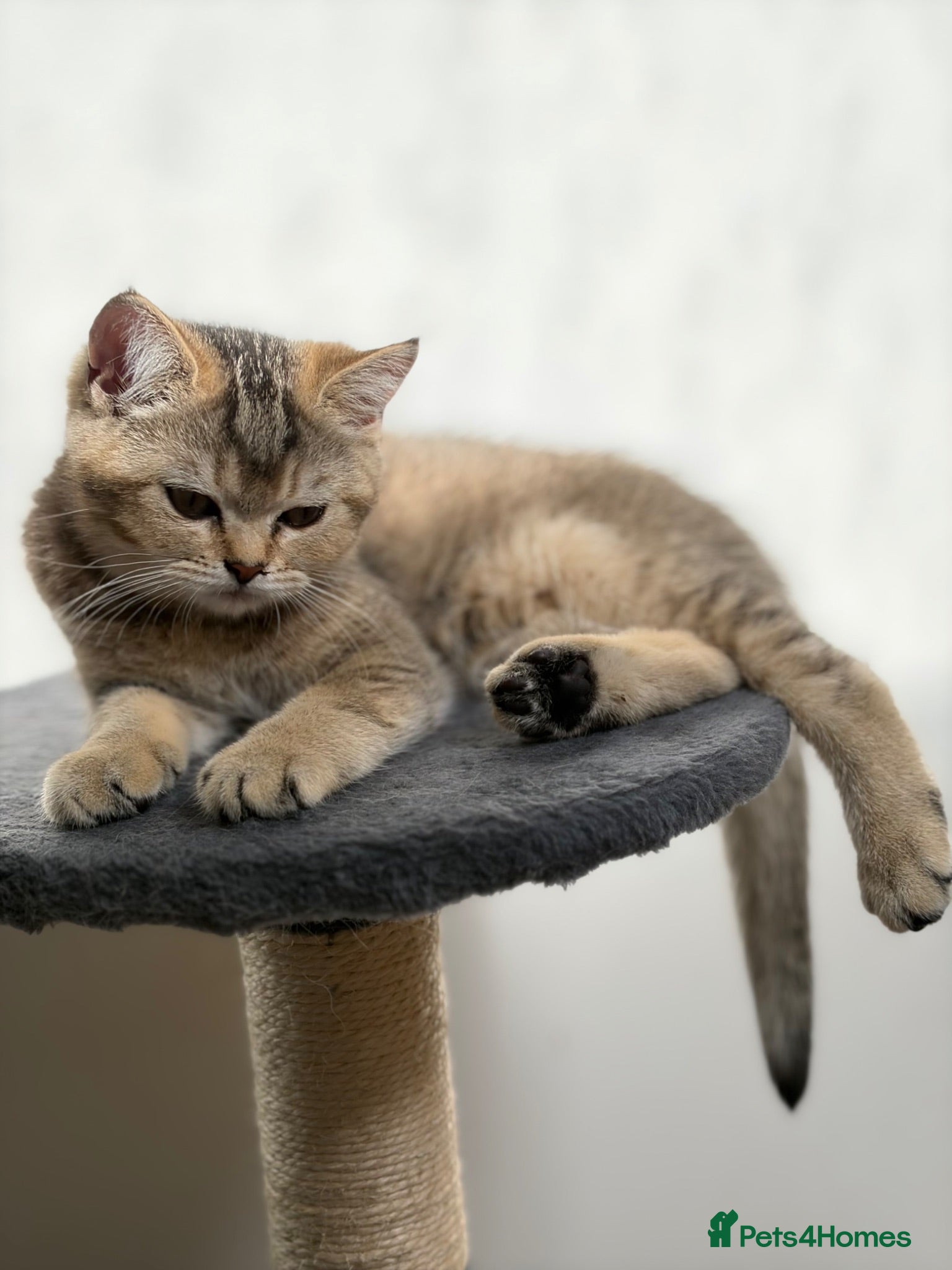 British Shorthair cats Pure Pedigree Golden Tabby NY21 British Shorthair - Advert 2