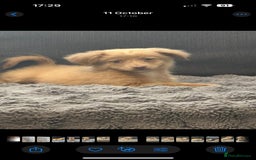 Mixed Breed dogs for sale: 5 beautiful chiweenies  - Advert 5