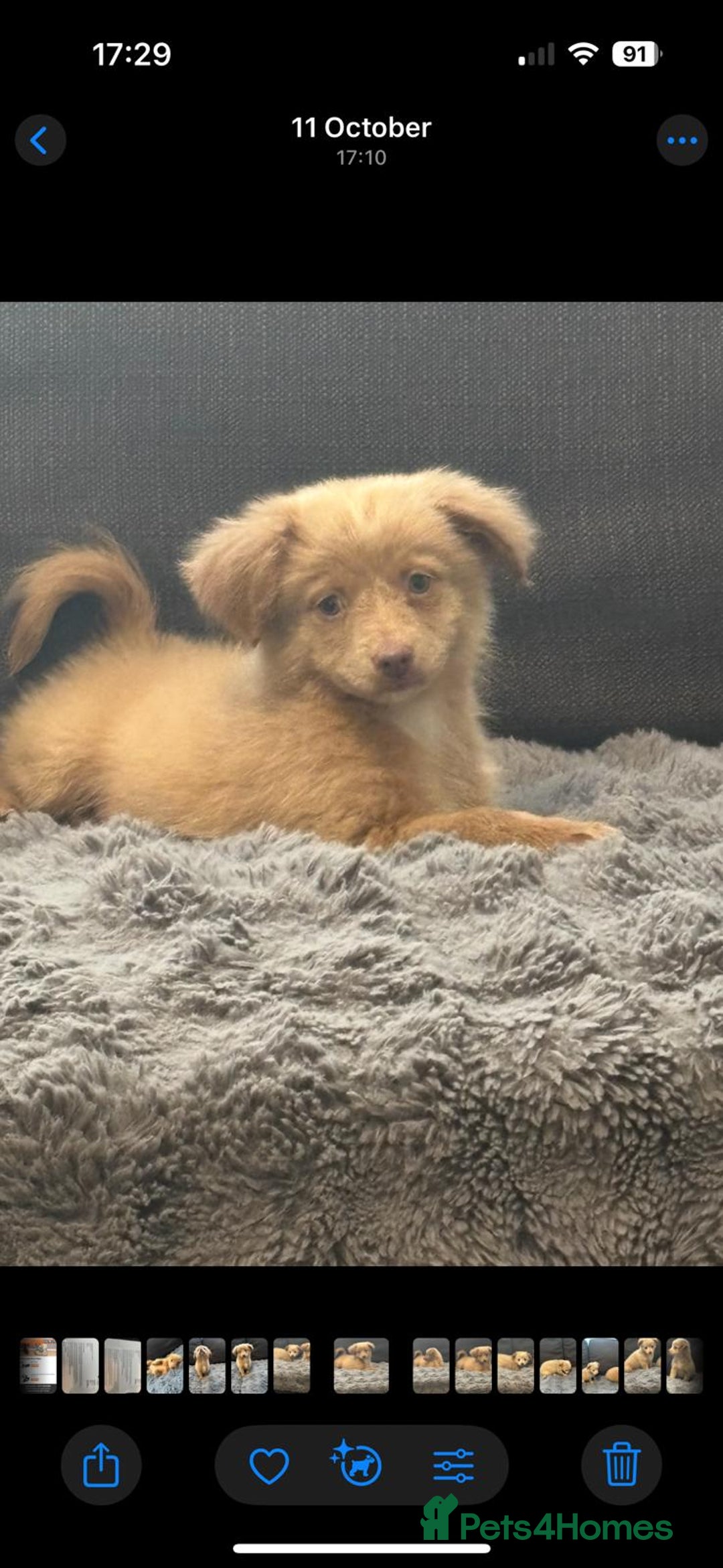 Mixed Breed dogs for sale: 5 beautiful chiweenies  - Advert 5