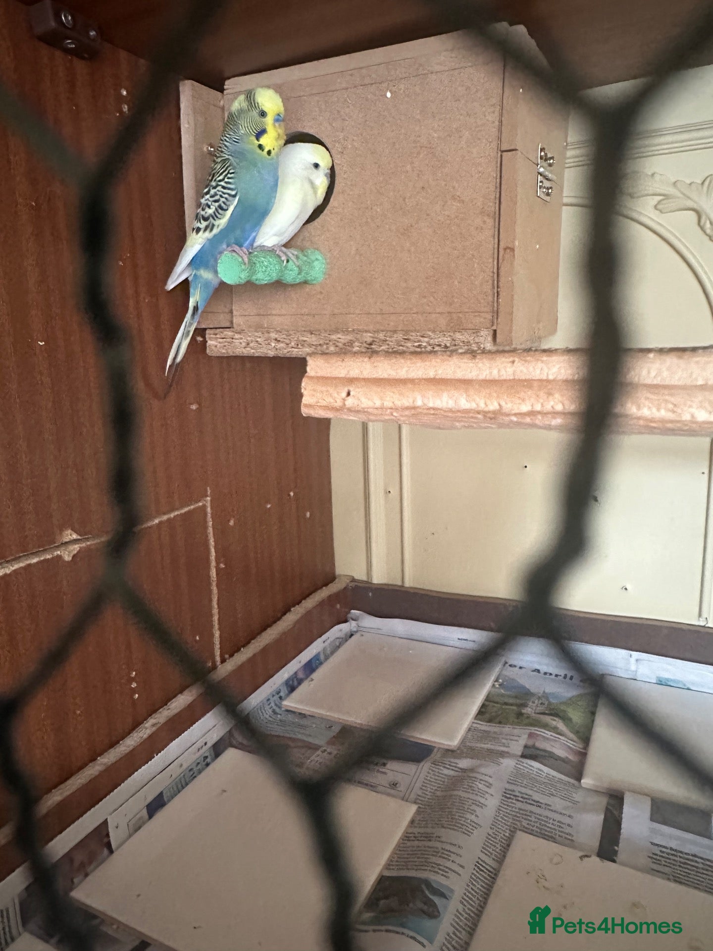 Budgerigars birds Lovely bonded pairs  in Dagenham  - Advert 2