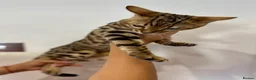 Bengal cats for sale: Top quality pure breed Bengal boy available now in Watford - Advert 15
