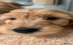 Goldendoodle dogs for sale: F1 miniature Goldendoodle puppies. - Image 12