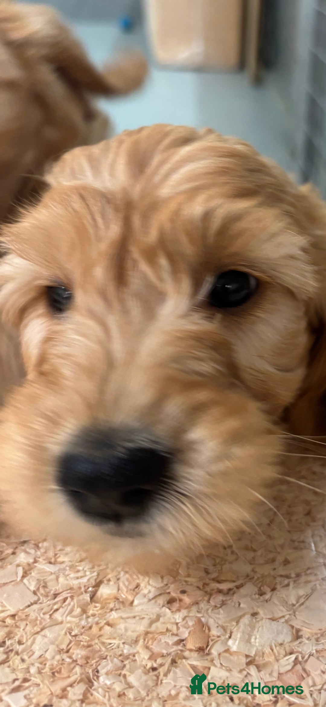 Goldendoodle dogs for sale: F1 miniature Goldendoodle puppies. - Image 12