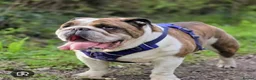 English Bulldog dogs for sale: English bulldog puppy  in Scunthorpe - Advert 2
