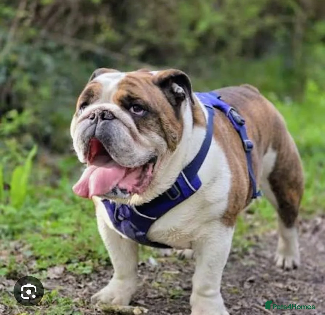 English Bulldog dogs for sale: English bulldog puppy  in Scunthorpe - Advert 2