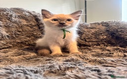 Ragdoll cats for sale: Gorgeous Pedigree Ragdolls  - Image 7