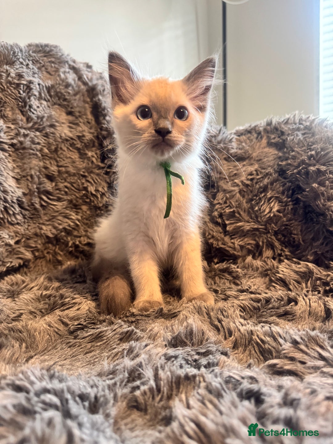 Ragdoll cats for sale: Gorgeous Pedigree Ragdolls  - Image 7