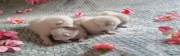 British Shorthair cats for sale: 💖GOLDEN & SILVER BSH & BLH KITTENS💖 - Advert 6
