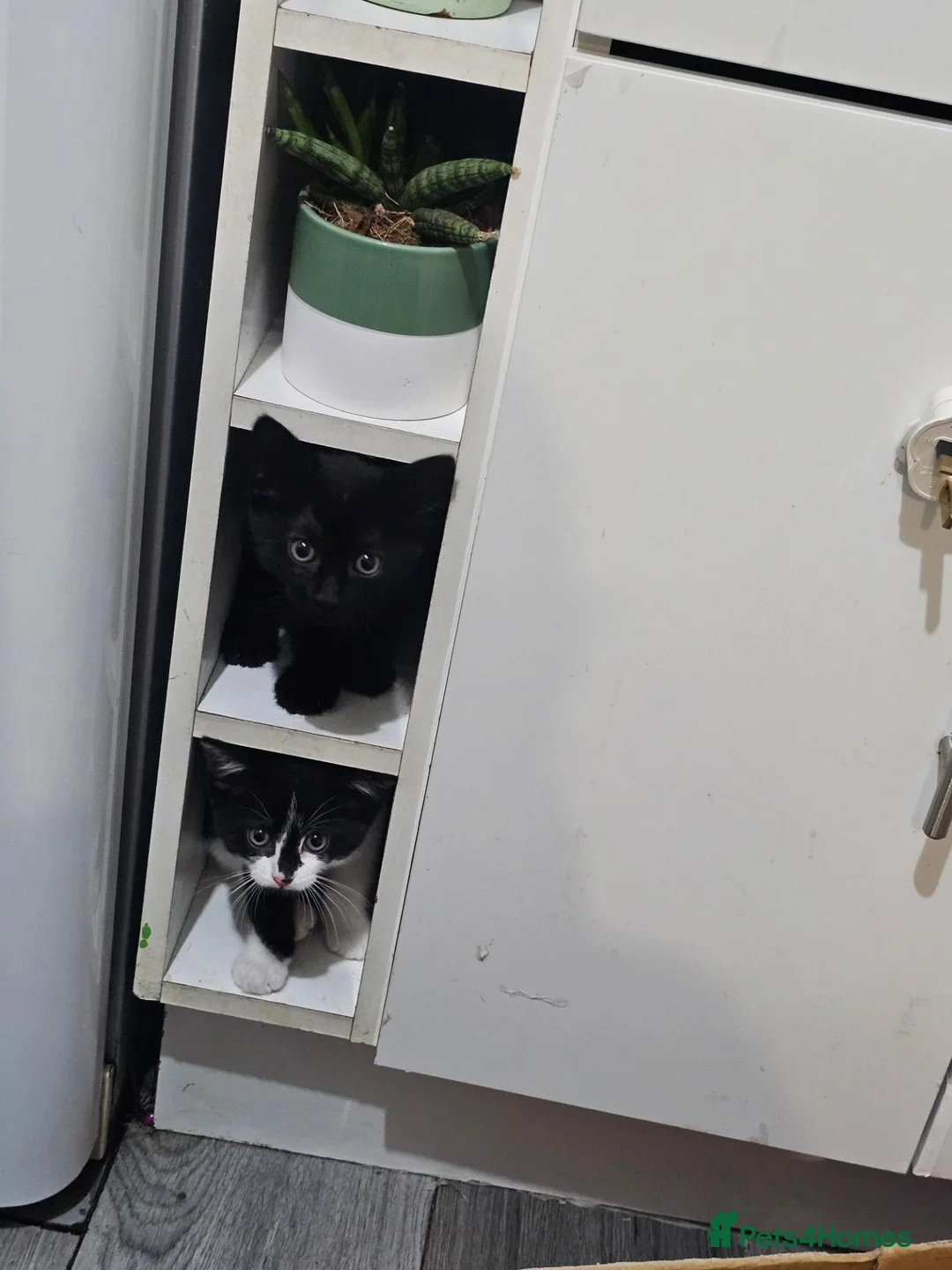 Mixed Breed cats for sale: 5 beautiful Maine Coon mix kittens  - Advert 11