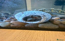 Axolotl reptiles for sale: Axolotl for sale  - Image 1