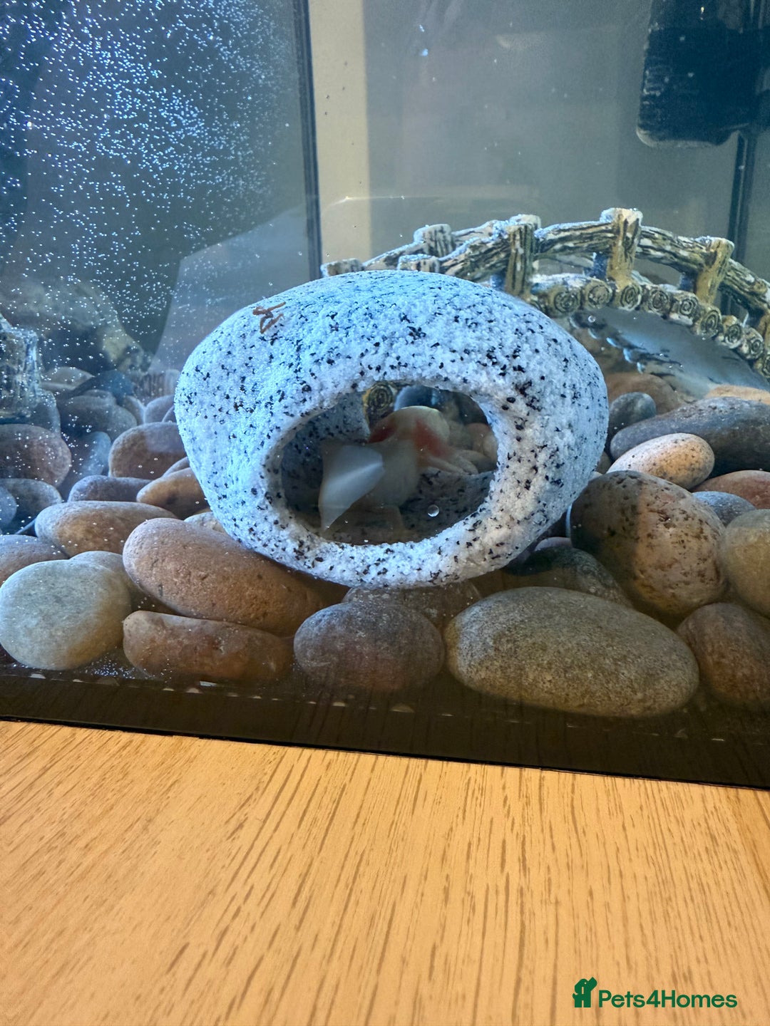 Axolotl reptiles for sale: Axolotl for sale  - Image 1