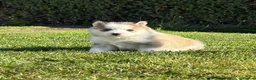 Pomsky dogs for sale: Beautiful F3 Pomsky Puppies - Advert 9