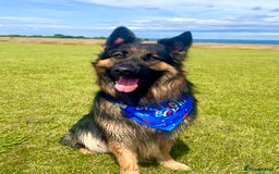 German Shepherd dogs for sale: 11 Beautiful German Shepherd Puppies 😍 - Image 13