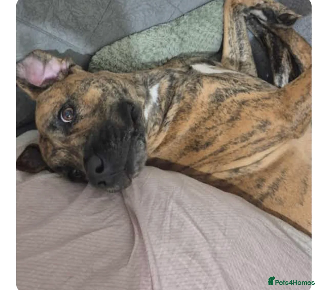 Mixed Breed dogs for sale: Aya 1 year old  - Advert 2