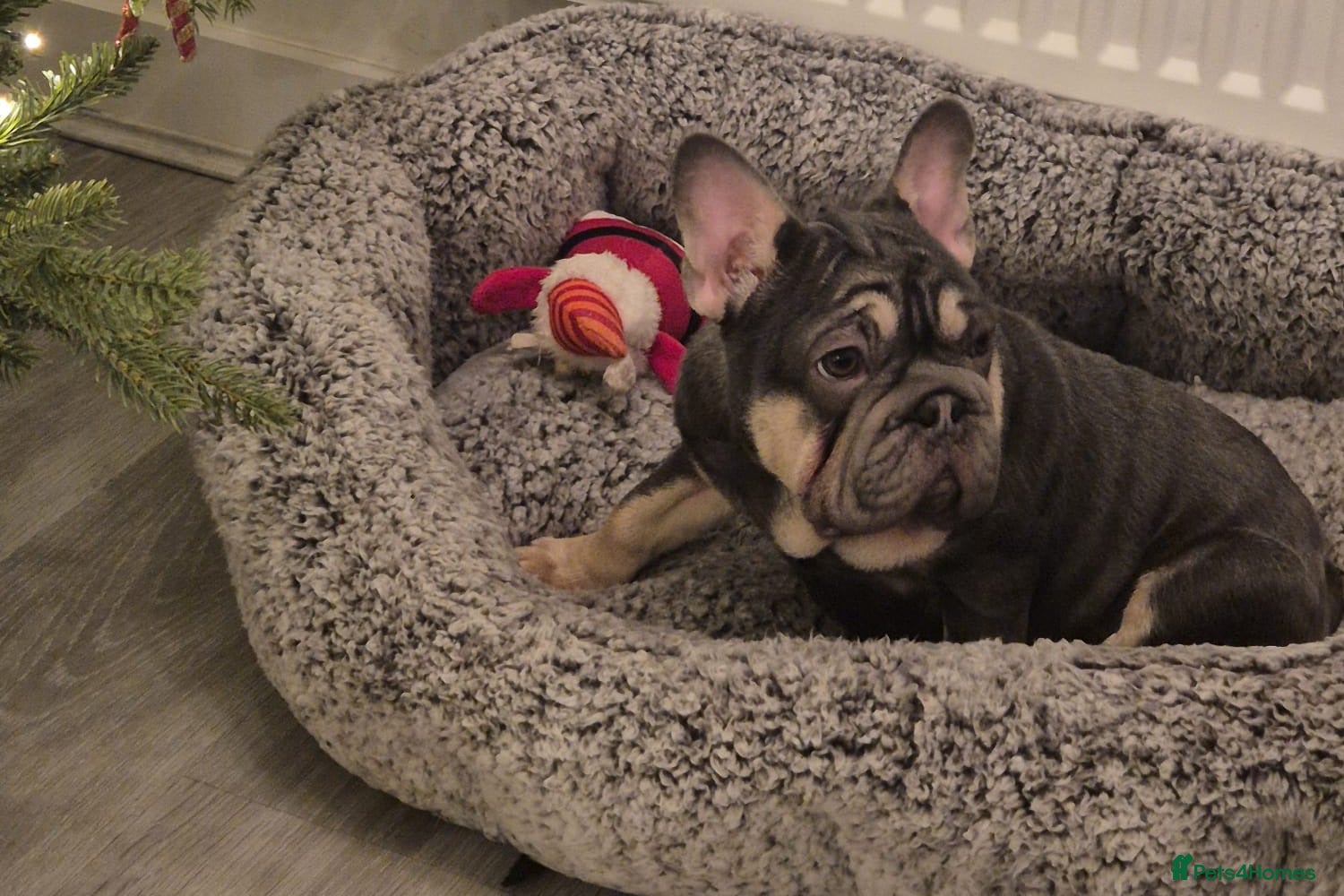 French Bulldog dogs BEAUTIFUL BIG  **  VELVET GIRL 🥰 - Advert 4