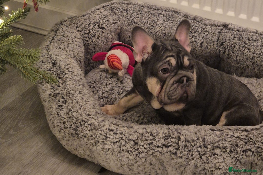 French Bulldog dogs for sale: BEAUTIFUL BIG  **  VELVET GIRL 🥰 - Advert 7