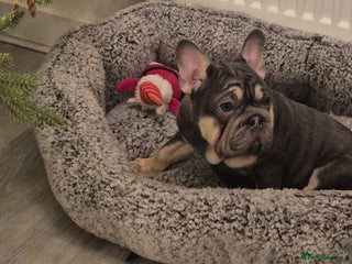 French Bulldog dogs BEAUTIFUL BIG ** VELVET GIRL 🥰 - Advert 2