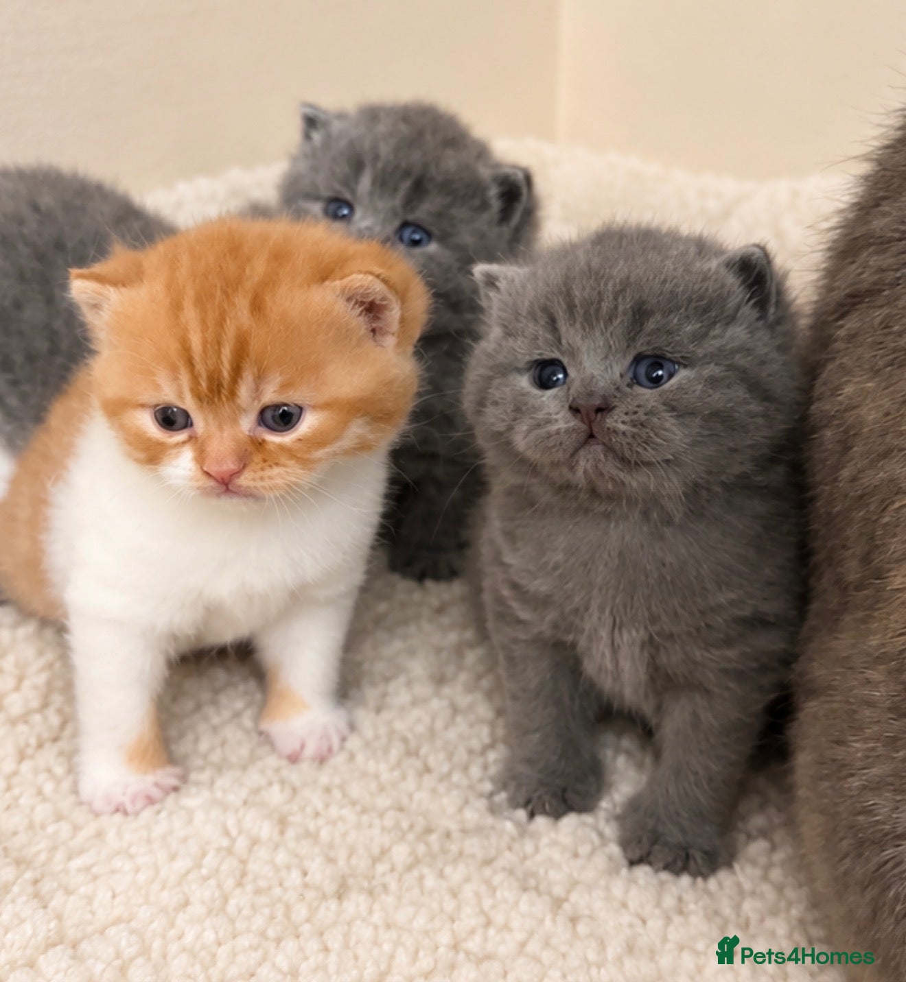 British Shorthair cats Champion GCCF british shorthair kittens  - Advert 1