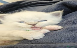 Ragdoll cats for sale: 6 ragdoll kittens  - Image 28