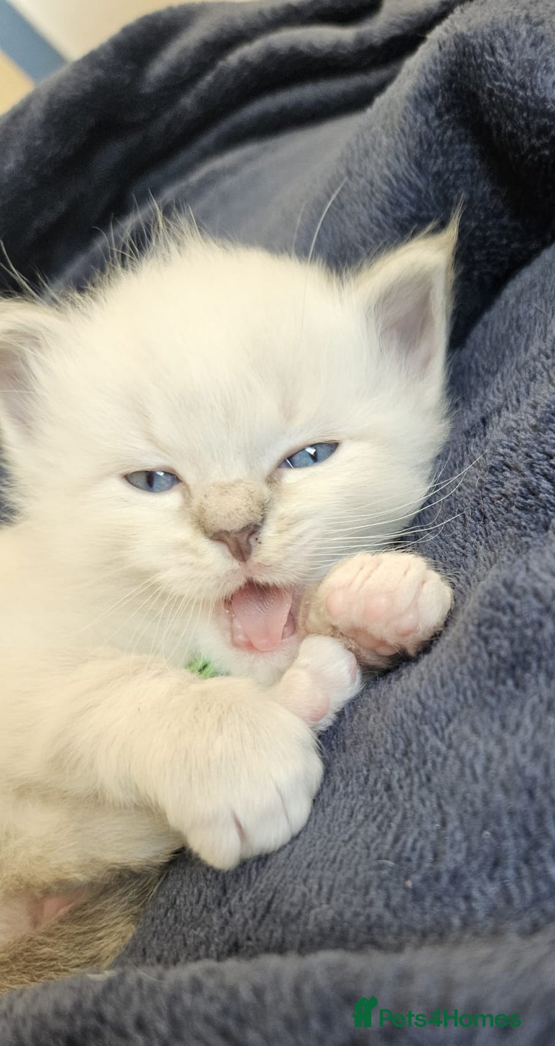 Ragdoll cats for sale: 6 ragdoll kittens  - Image 28