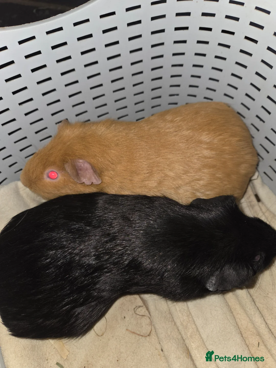 Guinea Pig rodents for sale: Baby guinea pigs  - Advert 11