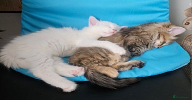 Turkish Angora cats - Advert 14