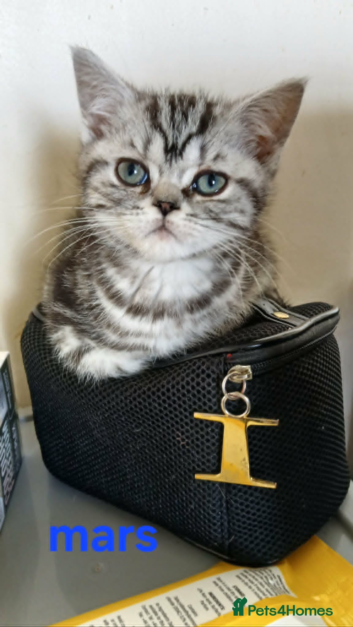 British Shorthair cats Bsh. Silver Classic Tabby .Different prices. - Advert 6