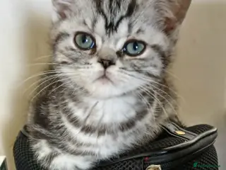 British Shorthair cats Bsh. Silver Classic Tabby .Different prices. - Advert 6