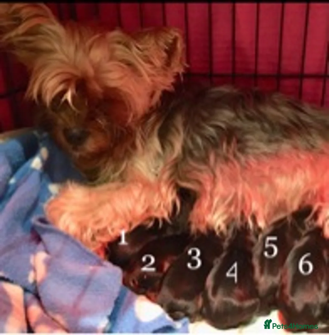 Yorkshire Terrier dogs for stud: Experienced STUD,KC REG Yorkshire Terrier  in Caterham - Advert 8