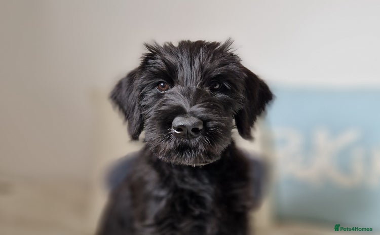 Giant Schnauzer dogs - Advert 2