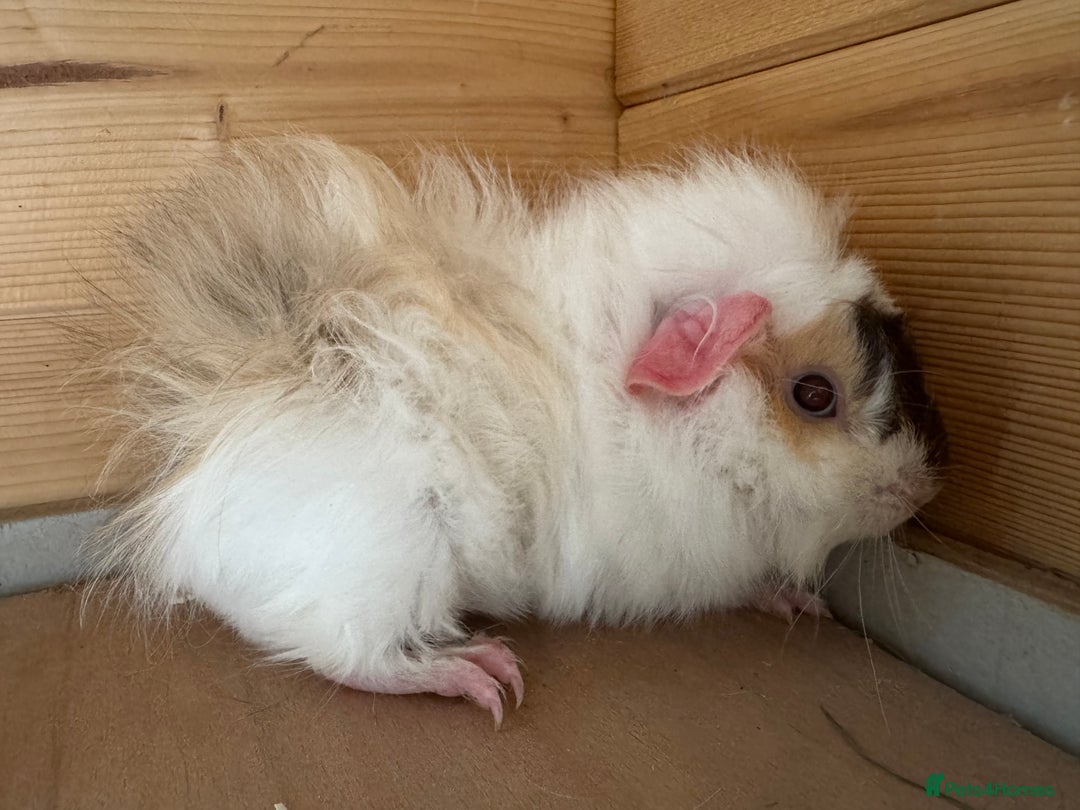 Guinea Pig rodents for sale: Guinea pigs Rex, slate, tri colour funky - Advert 6