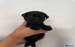 Labrador Retriever dogs for sale:  🐾Gorgeous BLack Labrador Puppies 🐾 - Advert 18