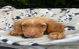Cocker Spaniel dogs for sale: Five beautiful cocker spaniels - Image 16