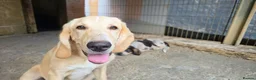 Mixed Breed dogs for adoption: Cantania in Norwich - Advert 6