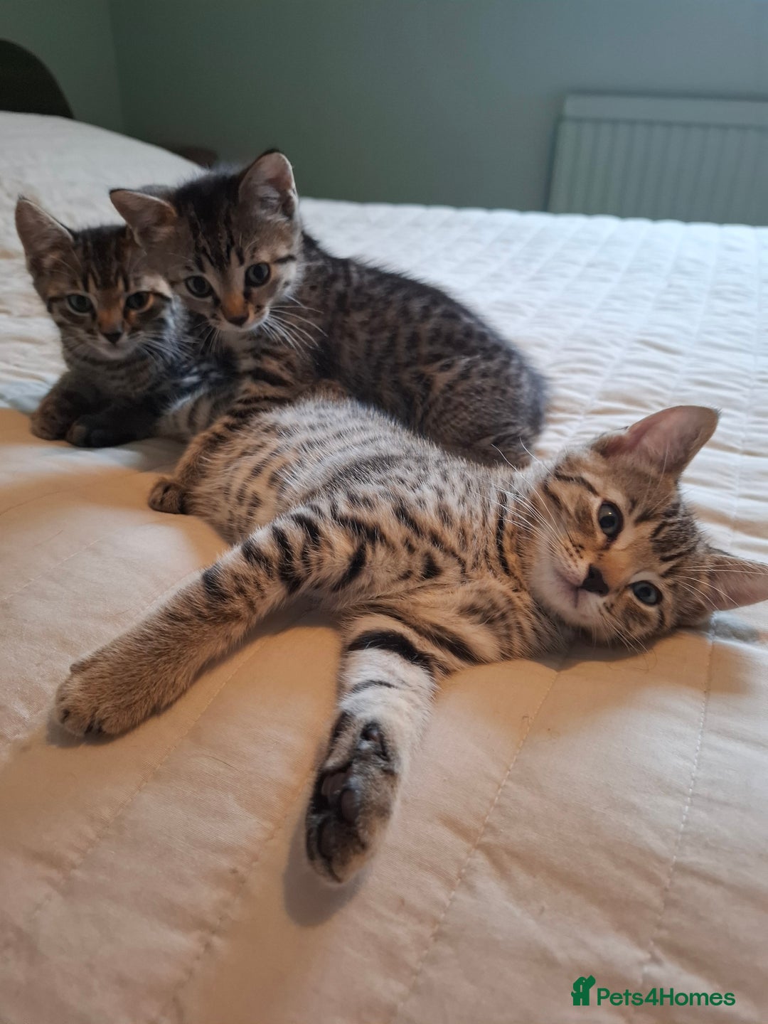 Bengal cats for sale: Bengal Cross Kittens - Image 6
