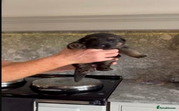 German Shepherd dogs for sale: German Shepherd Puppies Family-Raised 🐾 - Advert 9