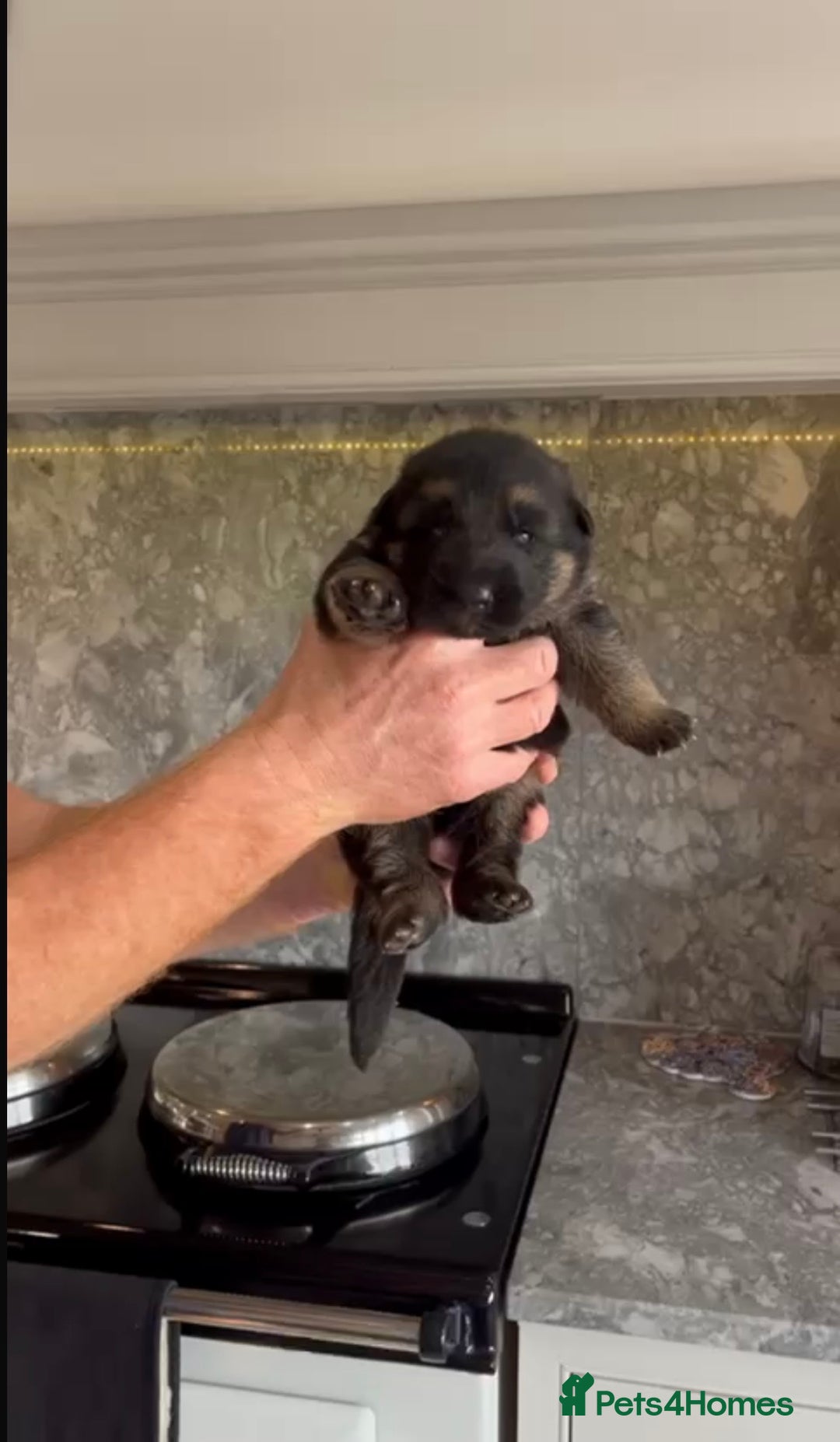 German Shepherd dogs for sale: German Shepherd Puppies Family-Raised 🐾 - Advert 9