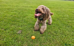 Cockapoo dogs for stud: *PROVEN* Health Tested Chocolate Cockapoo at STUD in Manchester - Image 1